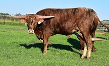 2223 RIO TUFF SWEET BELL BULL