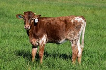 MWR CITRONELLA