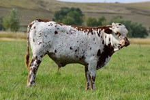 2331 EL NIGHTSTAR BULL