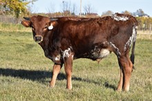 2221 SUNSHINE STEER