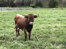 Ace/BL Rio Sweet Bull