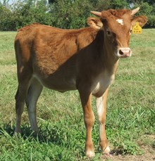 Coco Heifer