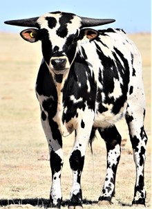MWR SPOTTED BULL 