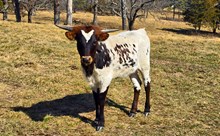 Jaguar Chex X River’s Texas Angel TK Heifer
