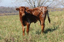 20/20 Savannah Safari