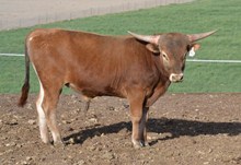 Kodiak's 2013 bull