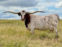 MAGNIFICENT 🇺🇸