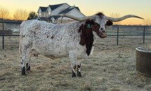 MAGNIFICENT 🇺🇸