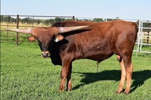 2227 OERO BULL
