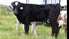 2333 MERIDIAN HOT STREAK BULL