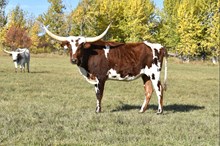 MWR SHOT OF PERFECTION