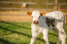 Tabasco Sky Calf