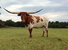 Sittin Monika x Casanova's Magnum heifer